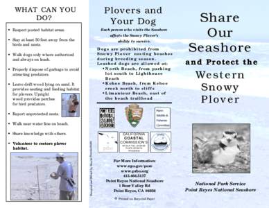 Plovers and Your Dog WHAT CAN YOU DO?