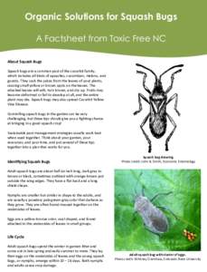 Organic Solutions for Squash Bugs A Factsheet from Toxic Free NC About	Squash	Bugs Squash	bugs	are	a	common	pest	of	the	cucurbit	family,