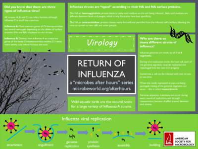 Influenza viruses are “typed” according to their HA and NA surface proteins.  Did you know that there are three types of influenza virus?  The HA, or haemagglutinin, protein binds to sialic acid residues on the cell 