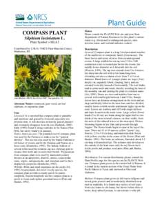 Plant Guide: Compass Plant