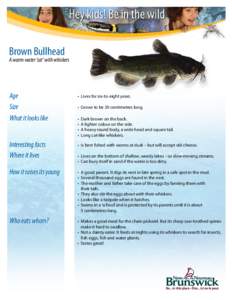 Brown Bullhead  A warm-water ‘cat’ with whiskers Age