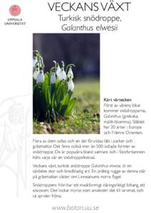VECKANS VÄXT Turkisk snödroppe, Galanthus elwesii Kärt vårtecken Först av vårens lökar