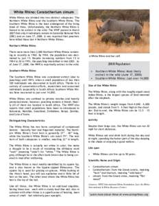 White Rhino: Ceratotherium simum White Rhinos are divided into two distinct subspecies: The Northern White Rhino and the Southern White Rhino. The Southern White Rhino is the least endangered of the living kinds of rhino