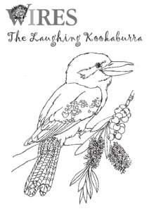 The Laughing Kookaburra   