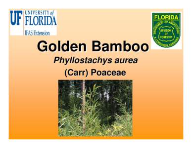 Bamboo / Environmental design / Phyllostachys aurea / Phyllostachys / Bambusa vulgaris / Rhizome / Bamboo species / Botany / Medicinal plants / Biology