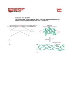 Collagen and Elastin ©1998 by Alberts, Bray, Johnson, Lewis, Raff, Roberts, Walter . http://www.essentialcellbiology.com Published by Garland Publishing, a member of the Taylor & Francis Group.  50 nm