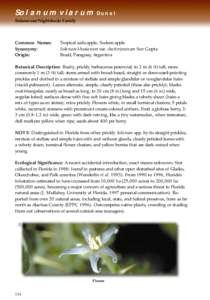 Solanum viarum Dunal Solanaceae/Nightshade Family Common Names: Synonymy: Origin: