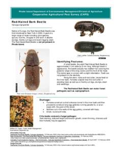 Rhode Island Department of Environmental Management/Division of Agriculture  Cooperative Agricultural Pest Survey (CAPS) Red-Haired Bark Beetle Hylurgus ligruperlda