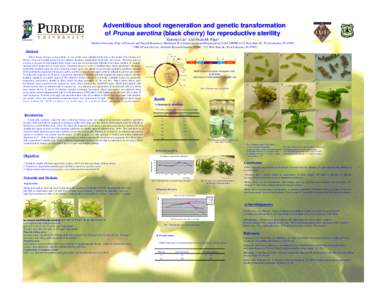 Rhizobiales / Cell cultures / Cell biology / Agrobacterium / Callus / Transformation / Cherry / Prunus serotina / Kanamycin / Biology / Biotechnology / Molecular biology