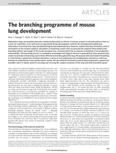 Vol 453 | 5 June 2008 | doi:nature07005  ARTICLES The branching programme of mouse lung development Ross J. Metzger1{, Ophir D. Klein2{, Gail R. Martin2 & Mark A. Krasnow1