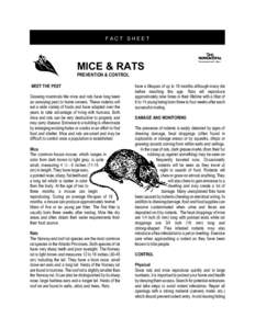 Pest control / Black rat / Rodenticide / Rodent / Brown rat / House mouse / Rat / Mouse / Nuisance wildlife management / Muridae / Old World rats and mice / Mousetrap