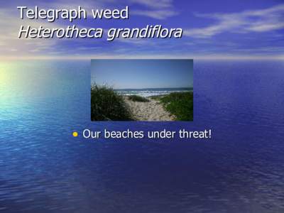 Telegraph weed Heterotheca grandiflora • Our beaches under threat!  Introducing the beast