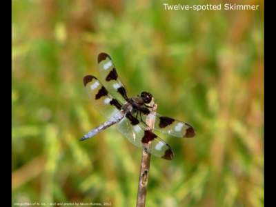 Twelve-spotted Skimmer  Dragonflies of N. Va. - text and photos by Kevin Munroe, 2012 Flight Record: