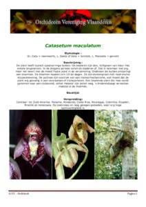 Catasetum maculatum Etymologie : Gr. Cata = neerwaarts, L. Saeta of Seta = borstels, L. Maculata = gevlekt Beschrijving : De plant heeft typisch spoelvormige bulben. De bladeren zijn dun, lichtgroen van kleur met enkele 
