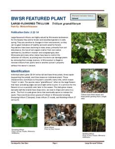 Flora of Canada / Trillium / Ephemeral plant / Melanthiaceae / Trillium recurvatum / Trillium reliquum / Flora of the United States / Flora / Botany