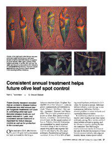 Consistent annual treatment helps future olive leaf spot control