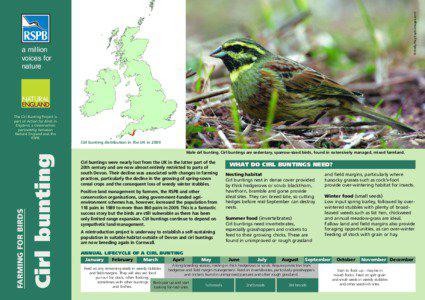 00437 Cirl Bunting