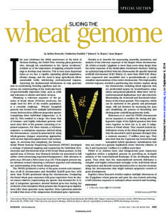 SPECIAL SECTION  wheat genome SLICING THE  PHOTO: SUSANNE STAMP, ERNST MERZ/ETH ZURICH