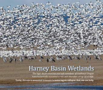 Harney Basin Wetlands The high desert marshes and lush meadows of southeast Oregon have historically sustained a rich and abundant array of wildlife. Today, this environmental treasure is teetering on collapse. But you c