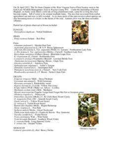 Flora of Ohio / Fern / Athyrium filix-femina / Athyrium / Botrypus virginianus / Oxalis / Woodwardia / Asplenium / Ferns and fern allies of Soldiers Delight / Flora of the United States / Flora / Botany