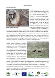 Geography of Europe / Balkan mountains / Old World vultures / Gyps / New World vultures / Sliven / Vulture / Etar Architectural-Ethnographic Complex / Andean Condor / Fauna of South America / 100 Tourist Sites of Bulgaria / Comics