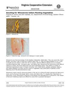 Scouting for Wireworms before Planting Vegetables Thomas P. Kuhar and John Speese, III, Department of Entomology, Eastern Shore AREC - Painter, VA Figure 1. Wireworms