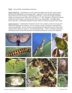 Cactoblastis cactorum / Food and drink / Americas / Cactoblastis / Invasive plant species / Nopal / Opuntia / Cactus / Phycitini / Mexican cuisine / Eudicots