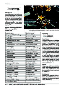 Elaeagnus spp.  Elaeagnus spp. Introduction Consisting of about 80 species, the genus Elaeagnus has a wide distribution in