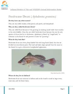 Freshwater drum / Sciaenidae / Percidae / Perch / Crayfish / Spawn / Fish / Seafood / Ichthyology