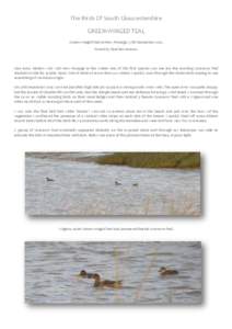 The Birds Of South Gloucestershire GREEN-WINGED TEAL Green-winged Teal at New Passage. 27th December[removed]Found by Paul Bowerman.  Like many birders who visit New Passage in the winter one of the first species you see a