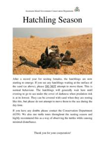 Ascension Island Government Conservation Department  Hatchling Season After a record year for nesting females, the hatchlings are now starting to emerge. If you see any hatchlings waiting at the surface of