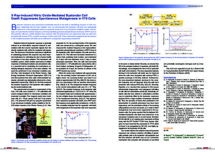 4 Life Science  PF Activity Report 2013 #31 X-Ray-Induced Nitric Oxide-Mediated Bystander Cell Death Suppresses Spontaneous Mutagenesis in V79 Cells