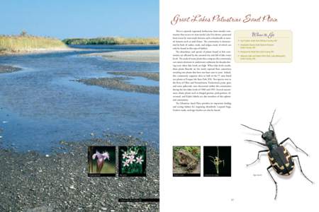 Great Lakes Palustrine Sand Plain This is a sparsely vegetated, herbaceous (non-woody) community that occurs on most sandy Lake Erie shores, protected from waves by man-made features such as breakwalls or natural feature