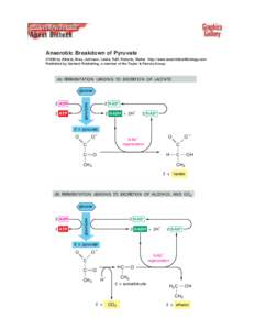 Anaerobic Breakdown of Pyruvate ©1998 by Alberts, Bray, Johnson, Lewis, Raff, Roberts, Walter . http://www.essentialcellbiology.com Published by Garland Publishing, a member of the Taylor & Francis Group.  (A) FERMENTAT