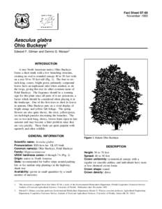 Fact Sheet ST-60 November 1993 Aesculus glabra Ohio Buckeye1 Edward F. Gilman and Dennis G. Watson2