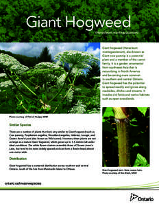Giant Hogweed  (Heracleum mantegazzianum) Giant hogweed (Heracleum mantegazzianum), also known as