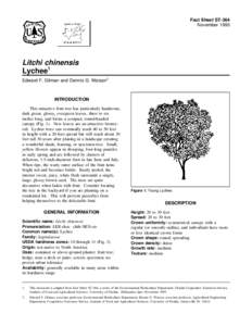 Sapindaceae / Flora of China / Lychee / Ziziphus mauritiana / Pruning / Fruit tree / Pear / Agriculture / Botany / Flora