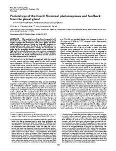 Peripheral nervous system / Circadian rhythms / Glands / Head and neck / Pineal gland / Parietal eye / Afferent nerve fiber / Neuron / Efferent nerve fiber / Anatomy / Biology / Endocrine system