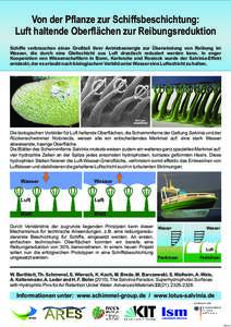 Von der Pflanze zur Schiffsbeschichtung: Luft haltende Oberflächen zur Reibungsreduktion Schiffe verbrauchen einen Großteil ihrer Antriebsenergie zur Überwindung von Reibung im Wasser, die durch eine Gleitschicht aus 
