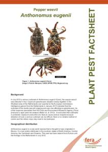 Anthonomus eugenii  Figure 1. Anthonomus eugenii (Cano) Image © Patrick Marquez, USDA APHIS PPQ, Bugwood.org  Background