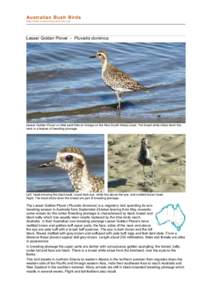 Birds of Western Australia / Charadrius / Shorebirds / Pacific Golden Plover / European Golden Plover / Plover / Bird / Grey Plover / Red-capped Plover / Charadriiformes / Neognathae / Pluvialis
