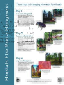 Mountain Pine Bee tle Management  Three Steps to Managing Mountain Pine Beetle Step 1