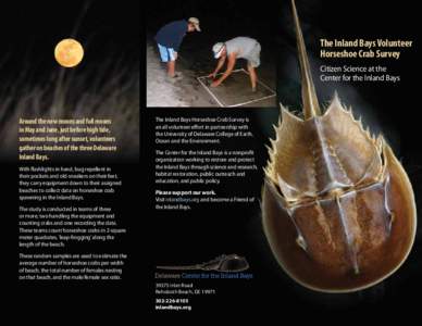 Atlantic horseshoe crab / Horseshoe crab / Crab / Beach / Taxonomy / Xiphosura / Living fossils