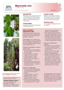 Mignonette vine Anredera cordifolia Number 10 DESCRIPTION: