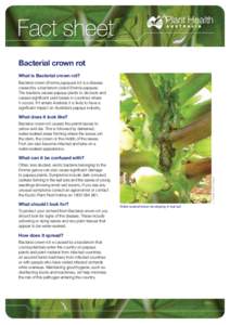 Fact sheet Bacterial crown rot What is Bacterial crown rot? Bacterial crown (Erwinia papayae) rot is a disease caused by a bacterium called Erwinia papayae. The bacteria causes papaya plants to die back and