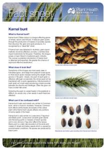 Fact sheet Karnal bunt What is Karnal bunt? Karnal bunt (Tilletia indica) is a fungus affecting grains of wheat, durum and triticale. It reduces grain quality through the production of masses of powdery spores