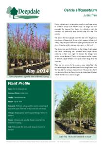 Cercis siliquastrum (Judas Tree) - Fact Sheet