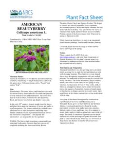 American beautyberry (Callicarpa americana) Plant Fact Sheet