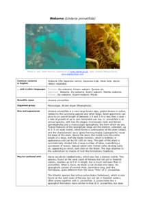 Undaria / Wakame / Alaria / Brown algae / Seaweed / Saccorhiza polyschides / Algae / Water / Laminariales