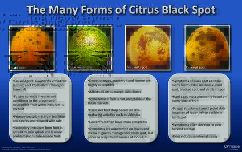 The Many Forms of Citrus Black Spot  Hard spot •Causal Agent: Guignardia citricarpa (sexual) and Phyllosticta citricarpa (asexual)